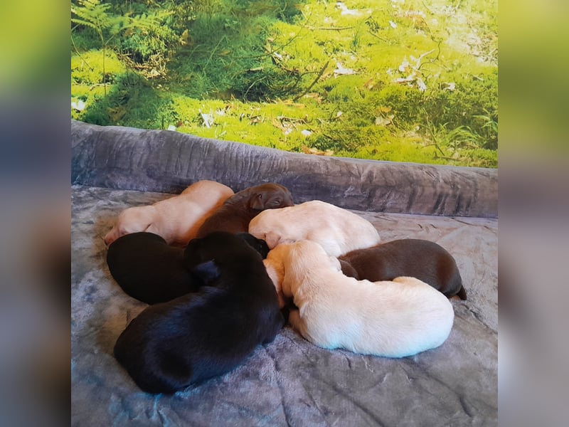 Reinrassige Labradorwelpen