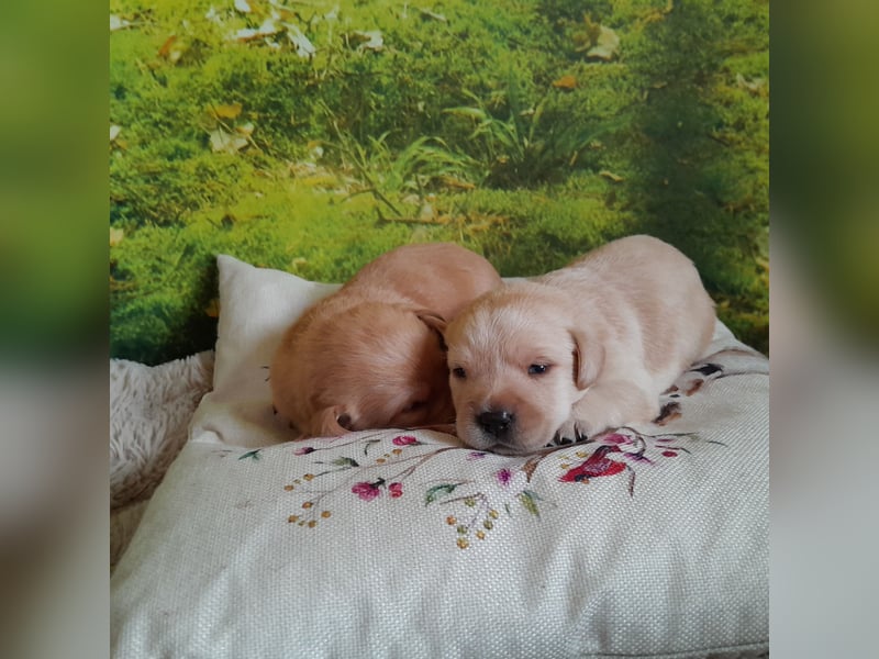 Labradorwelpe