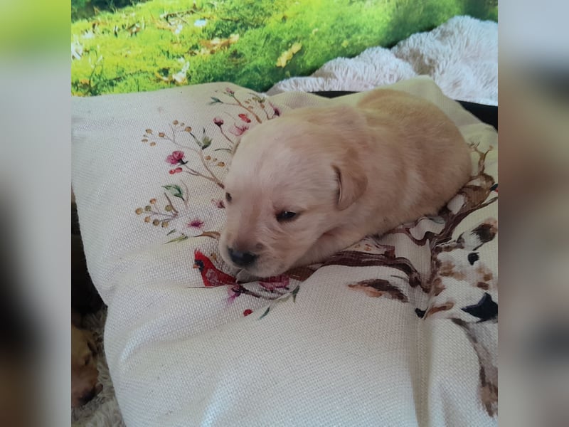 Labradorwelpe