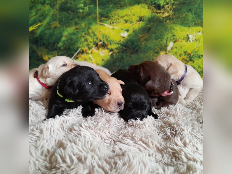 Reinrassige Labradorwelpen