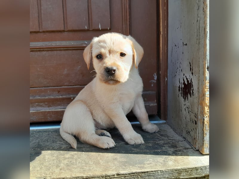 Reinrassige Labradorwelpen
