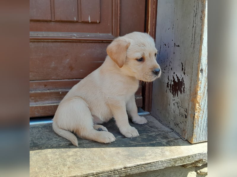 Reinrassige Labradorwelpen