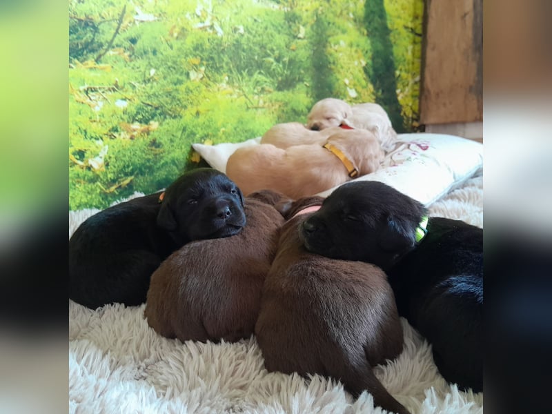 Reinrassige Labradorwelpen