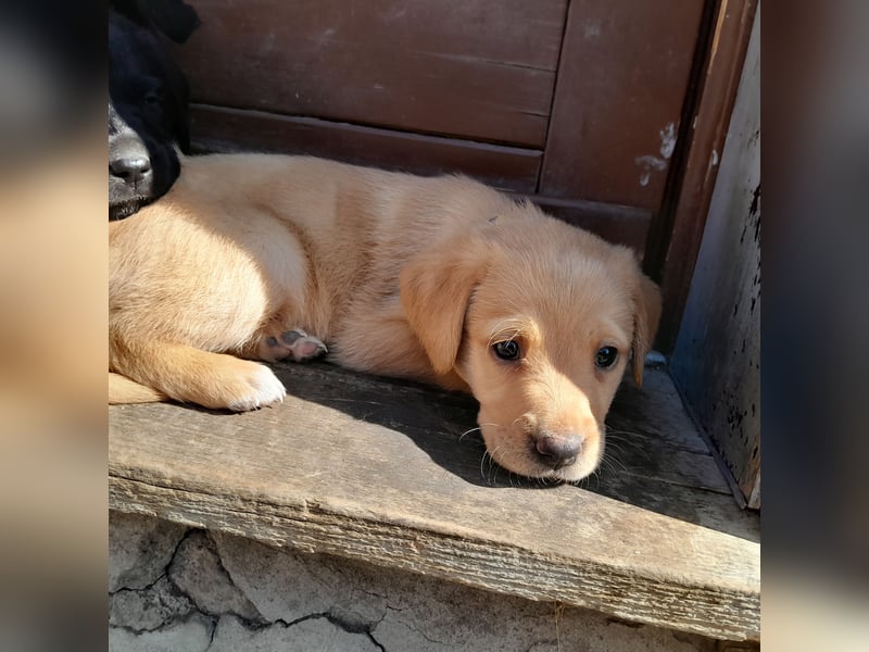 Reinrassige Labradorwelpen