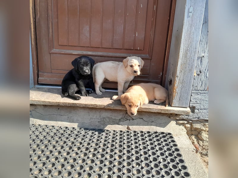 Reinrassige Labradorwelpen