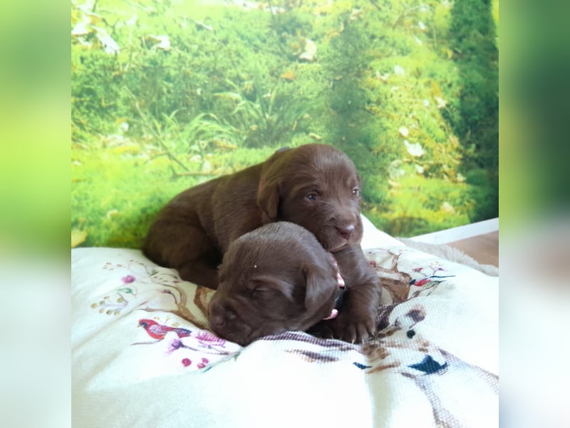 Reinrassige Labradorwelpen