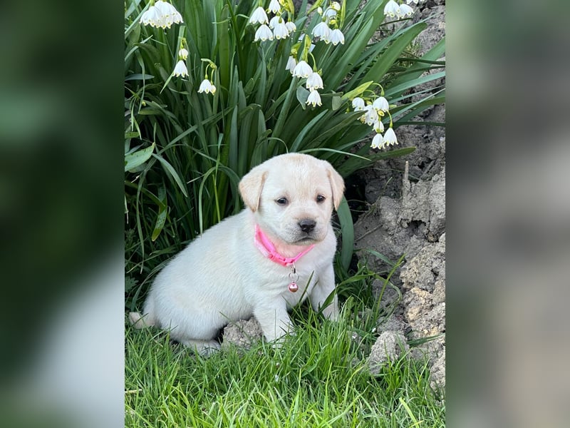 Labrador-Welpe mit Ahnentafel