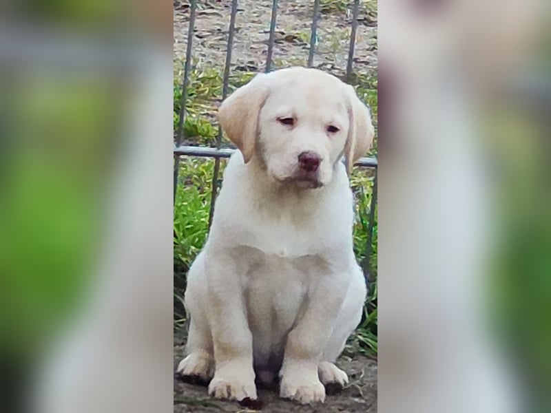 Reinrassige Labrador Welpen ab sofort abzugeben.