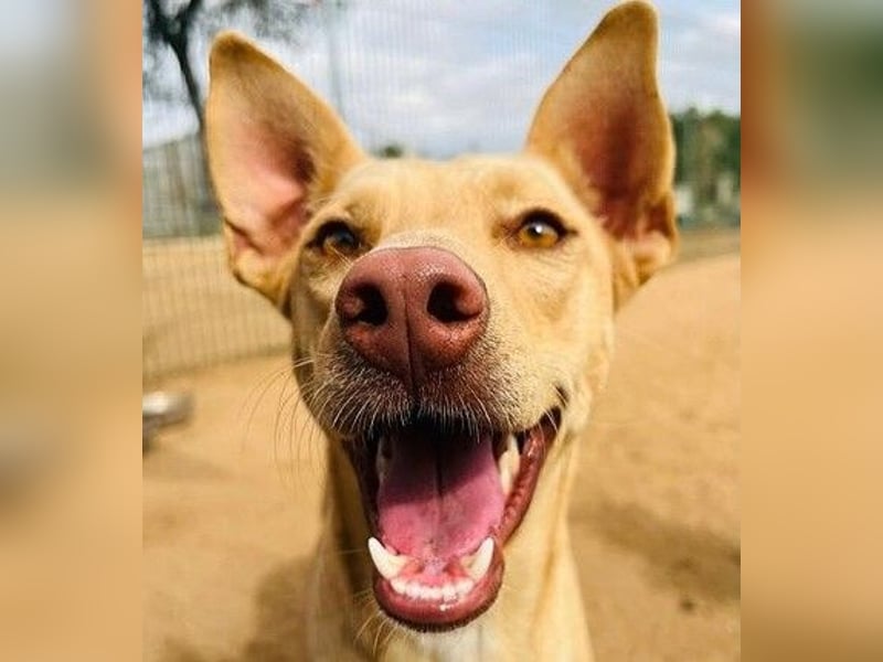 Avi 10/2021 (ESP) - aufgeschlossene und menschenbezogene Labrador-Podenco-Mix Hündin!