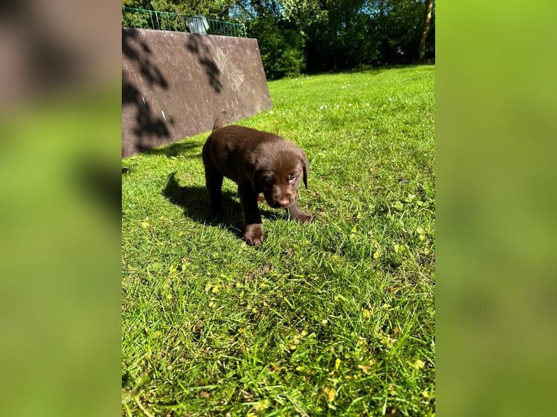 Labrador Welpen -reinrassig