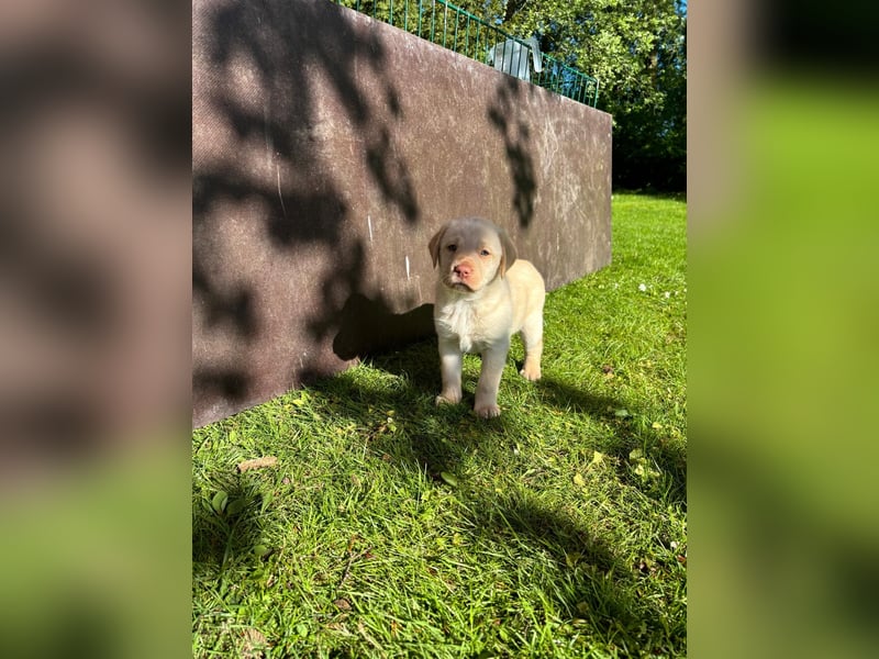 Labrador Welpen -reinrassig