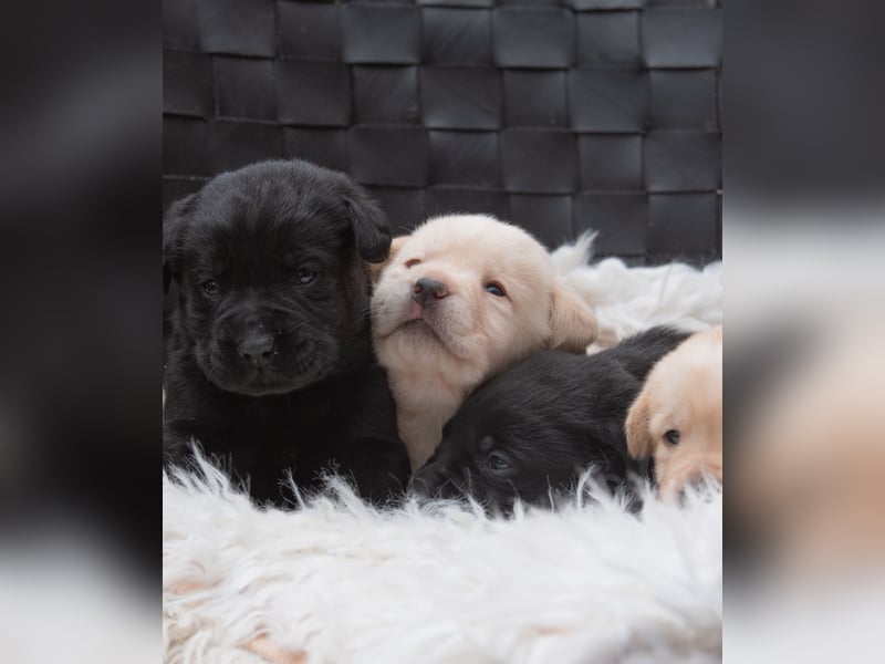Wunderschöne Labrador Welpen sind noch frei!