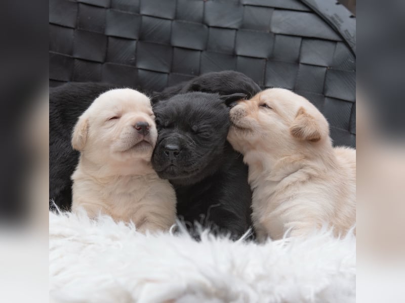 Wunderschöne Labrador Welpen sind noch frei!
