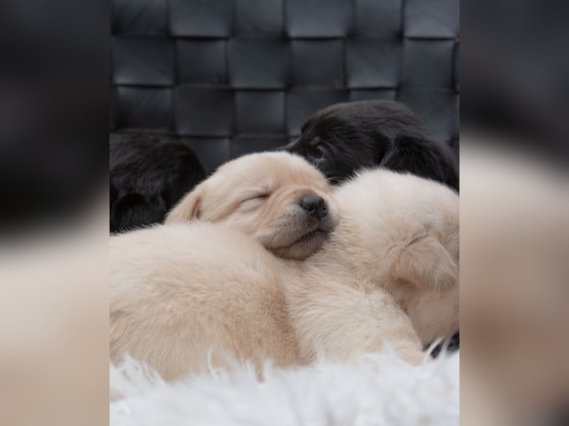 Wunderschöne Labrador Welpen sind noch frei!
