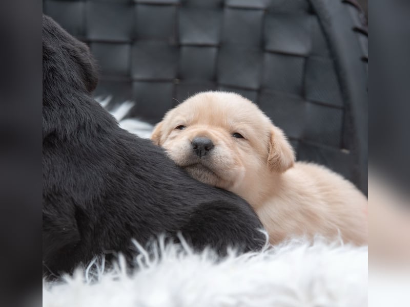 Wunderschöne Labrador Welpen sind noch frei!