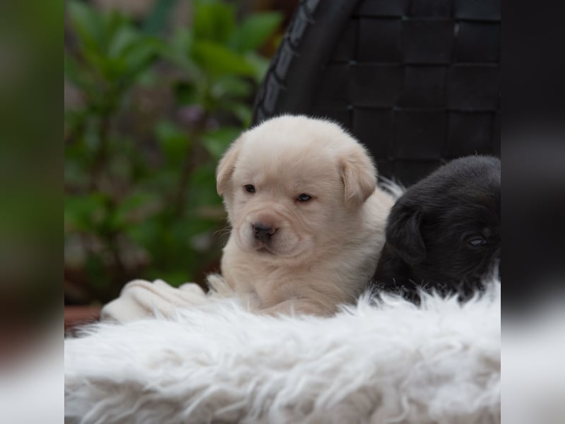 Wunderschöne Labrador Welpen sind noch frei!