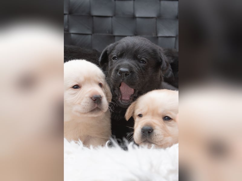 Wunderschöne Labrador Welpen sind noch frei!