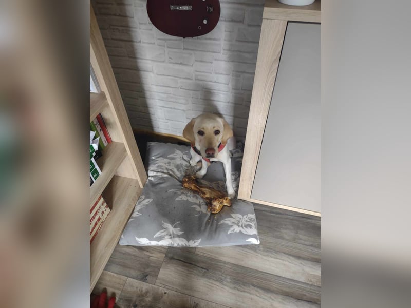 Labrador