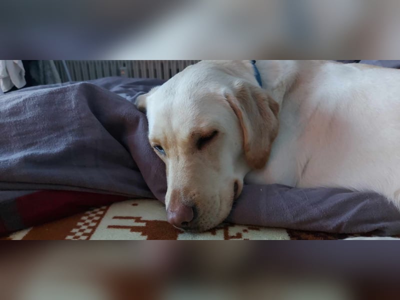 Labrador