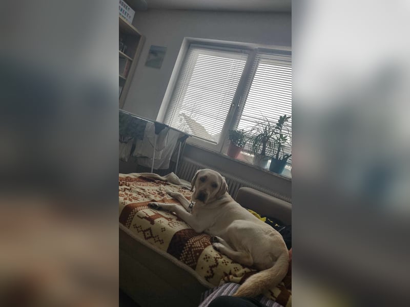 Labrador