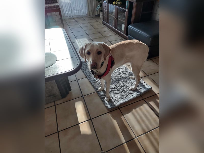 Labrador