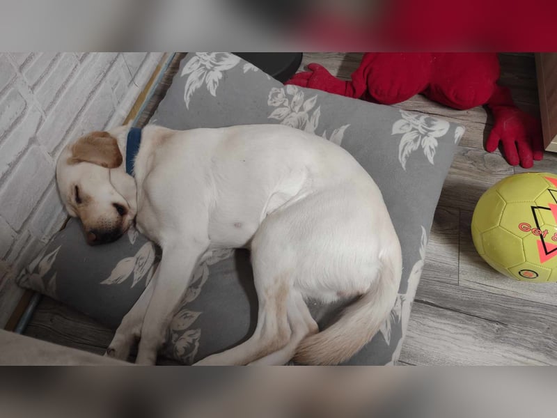 Labrador