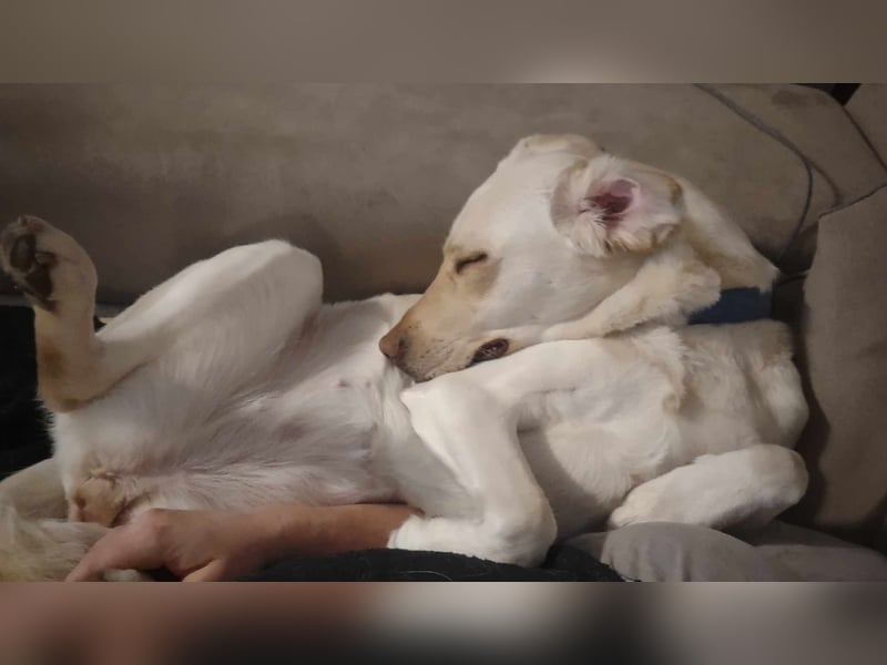 Labrador