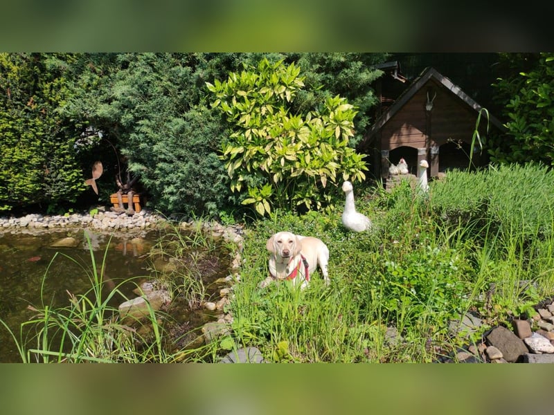 Labrador