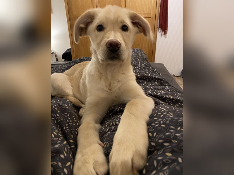 Hollybaby sucht Zuhause  ungeimpft