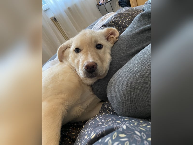 Hollybaby sucht Zuhause  ungeimpft