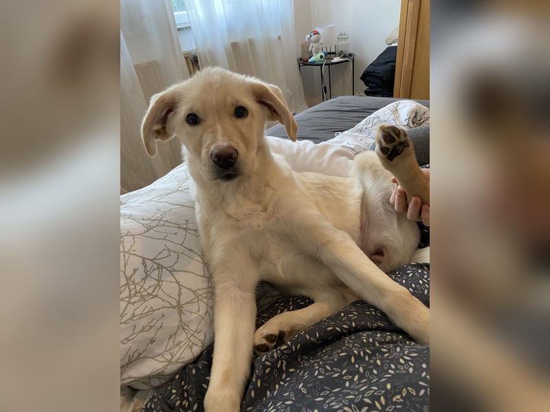 Hollybaby sucht Zuhause  ungeimpft