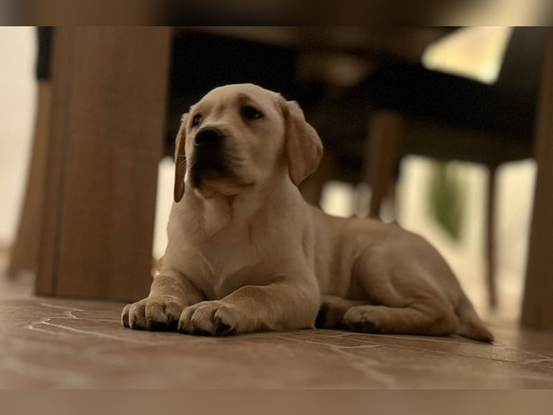 Labrador Welpe