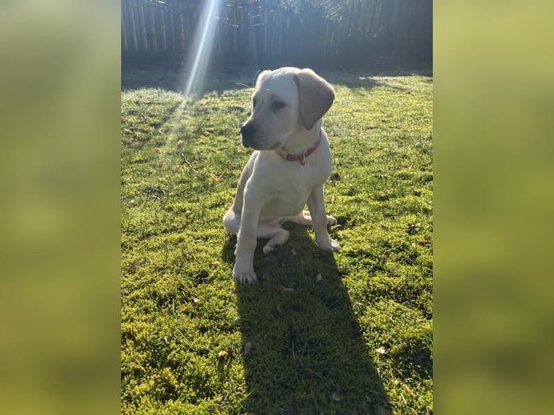 Labrador Welpe