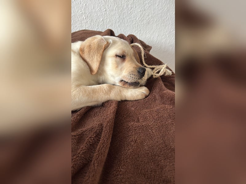 Labrador Welpe