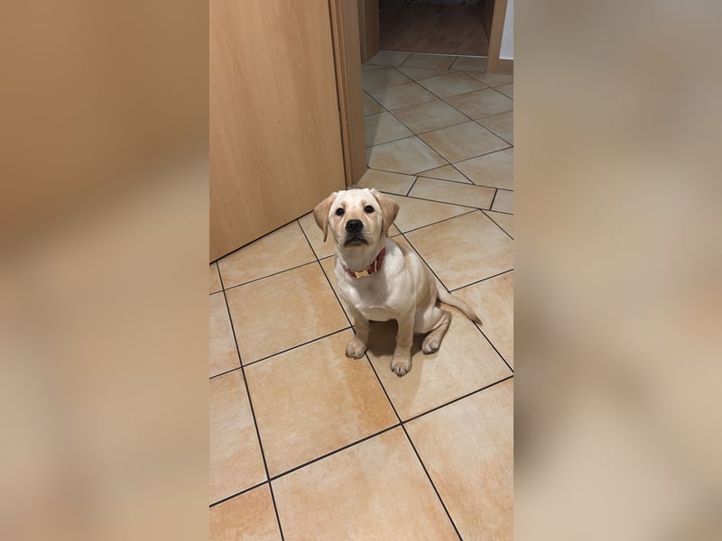 Labrador Welpe
