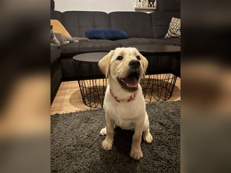 Labrador Welpe