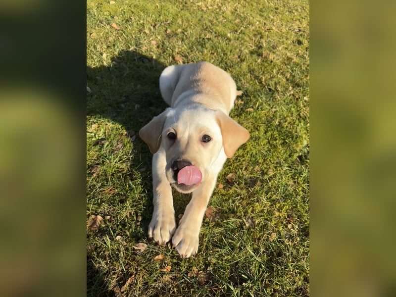 Labrador Welpe