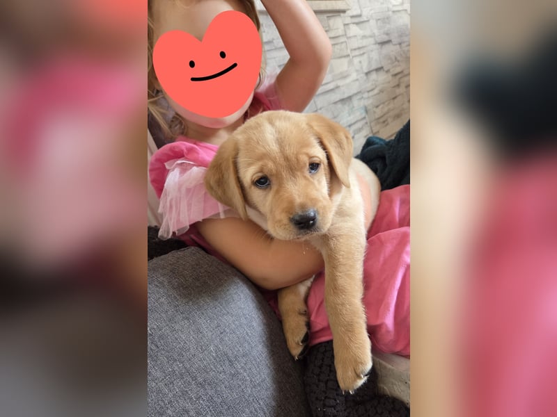 Labradorwelpen