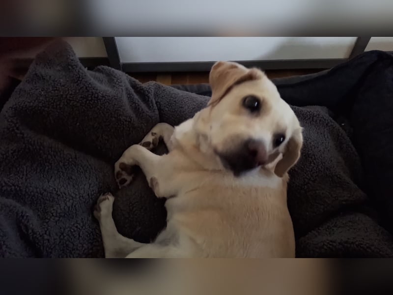 Tzemma - in 74417 Geschwend auf Pflegestelle