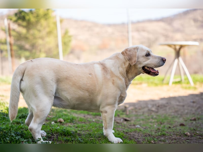 Tzemma - in 74417 Geschwend auf Pflegestelle