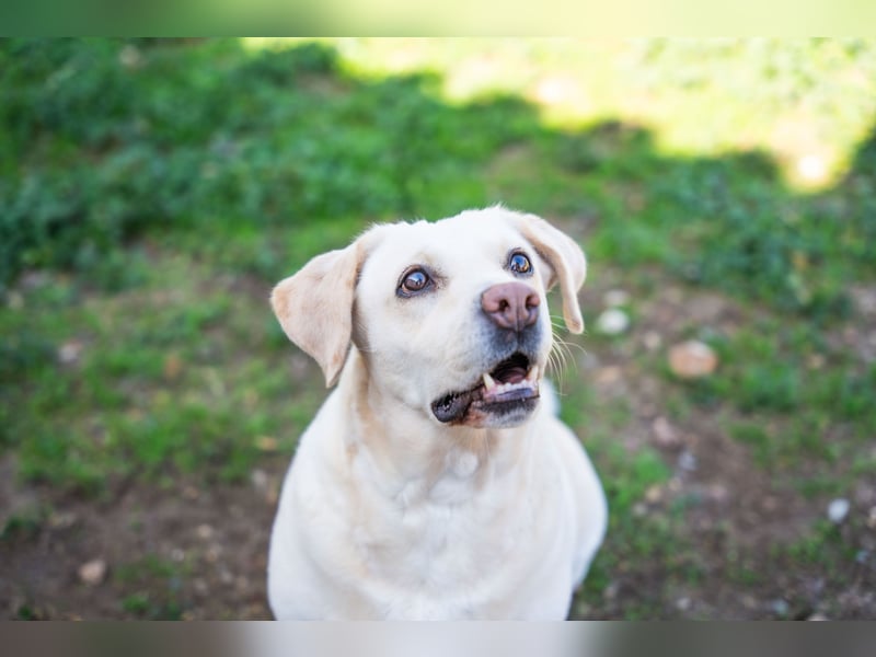 Tzemma - in 74417 Geschwend auf Pflegestelle