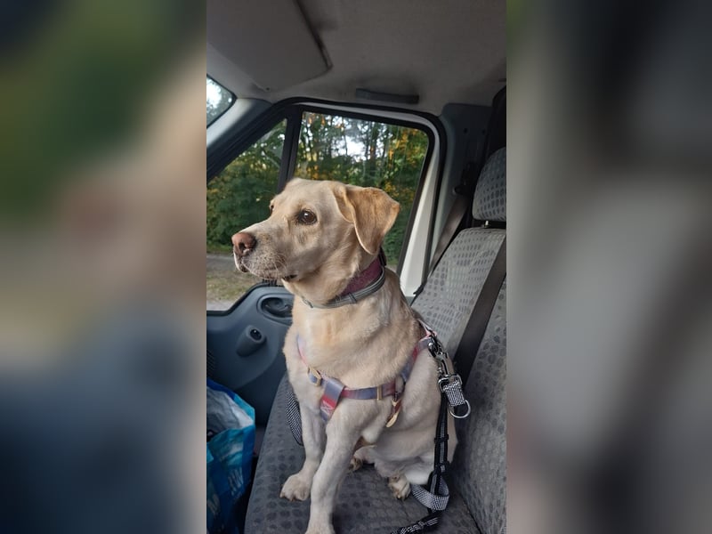 Tzemma - in 74417 Geschwend auf Pflegestelle
