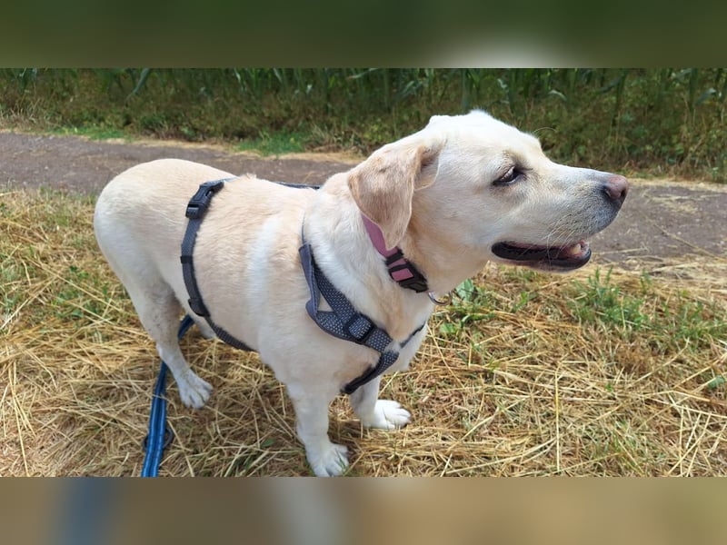 Tzemma - in 74417 Geschwend auf Pflegestelle