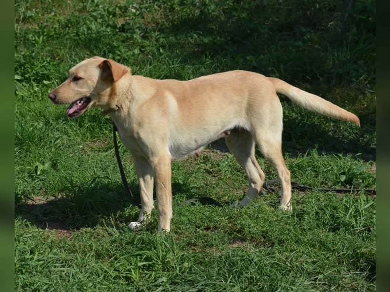 „Lotta“, Labrador-Mischling, ca. 2021/2022 geboren, aktiv, menschenbezogen, sucht ein Zuhause