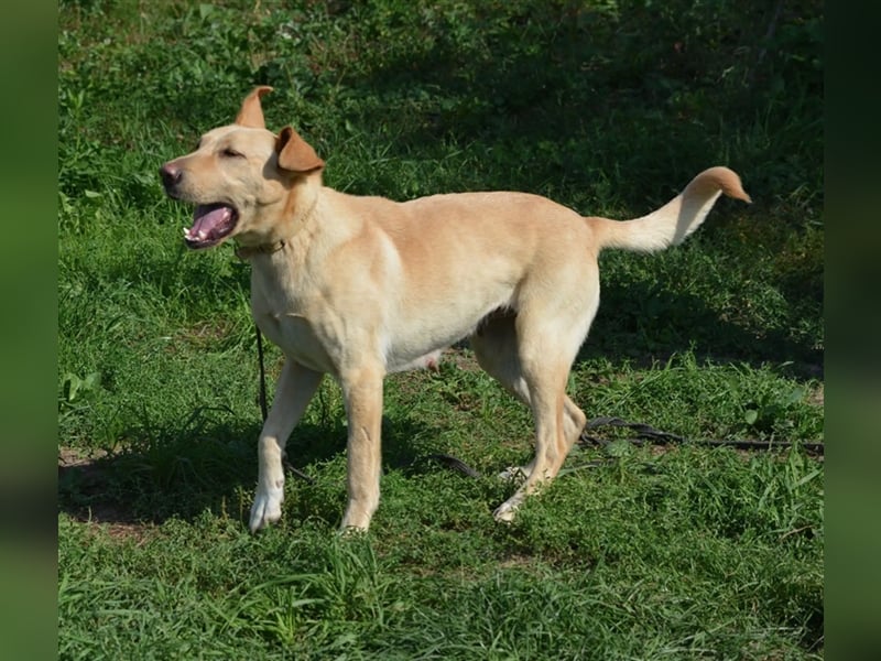 „Lotta“, Labrador-Mischling, ca. 2021/2022 geboren, aktiv, menschenbezogen, sucht ein Zuhause