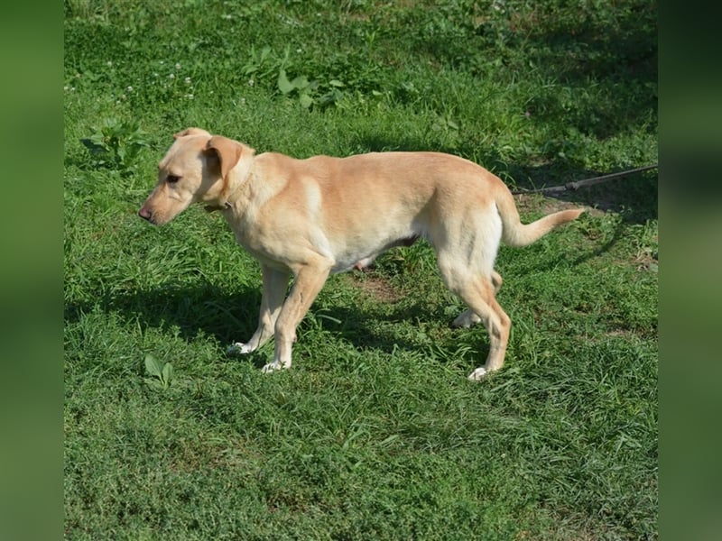 „Lotta“, Labrador-Mischling, ca. 2021/2022 geboren, aktiv, menschenbezogen, sucht ein Zuhause