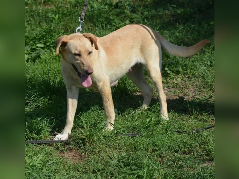 „Lotta“, Labrador-Mischling, ca. 2021/2022 geboren, aktiv, menschenbezogen, sucht ein Zuhause