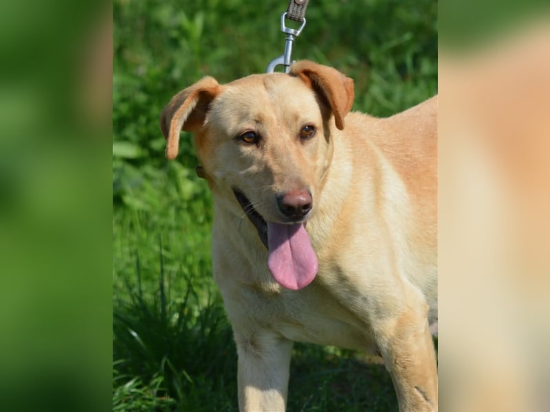 „Lotta“, Labrador-Mischling, ca. 2021/2022 geboren, aktiv, menschenbezogen, sucht ein Zuhause