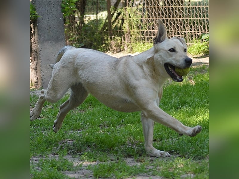 LULU - liebe Hündin sucht ihren Platz bei einer aktiven und liebevollen Familie