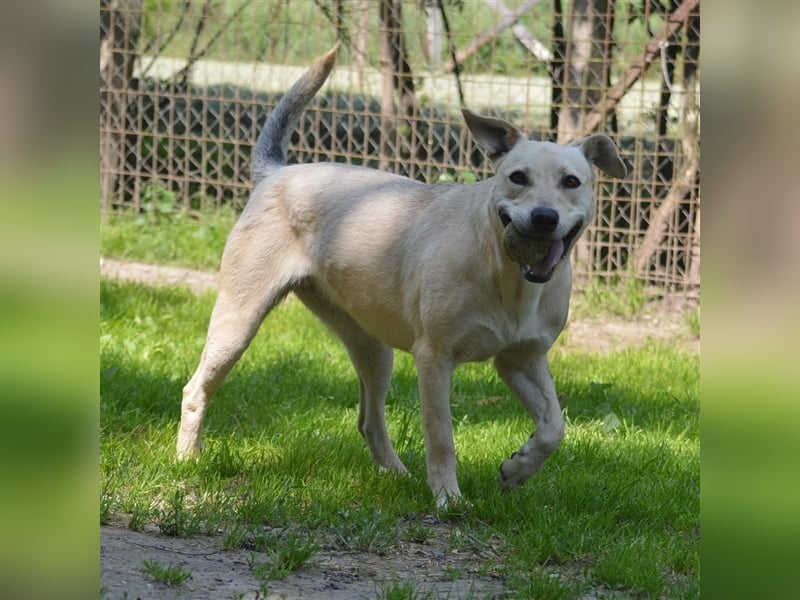 LULU - liebe Hündin sucht ihren Platz bei einer aktiven und liebevollen Familie